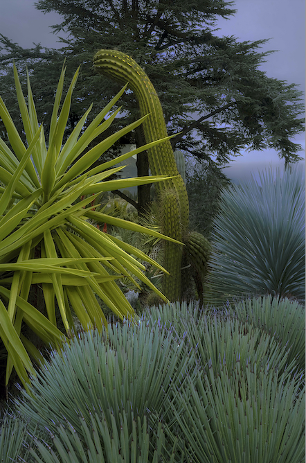 Exposition "CACTUSMANIA" de Philippe Chancel